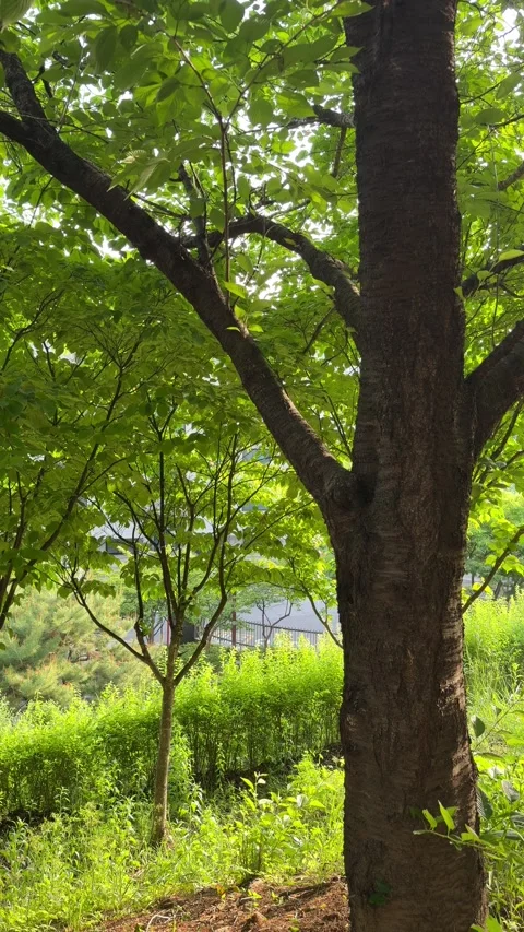 Sunlight Filtering Through Green Trees Around a Large Trunk Stock Footage 340408582