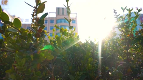 Sunlight Filtering Through Green Urban Shrubbery Near City Buildings Stock Footage 342259528
