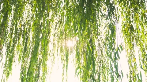 Sunlight Filtering Through Hanging Willow Tree Branches in a Green Spring Park Stock Footage 342002146