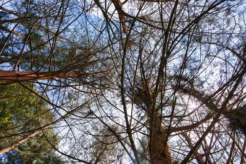 Sunlight Filtering Through an Intricate Canopy of Tree Branches Stock Photos
