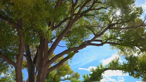 Sunlight filtering through a large Cottonwood tree Stock Footage 321370708