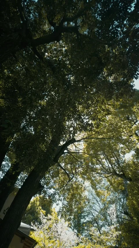Sunlight filtering through large green tree canopy looking up Stock Footage 346274086