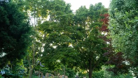 Sunlight Filtering Through Large Green Maple Trees in Lush Suburban Front Yard Stock Photos