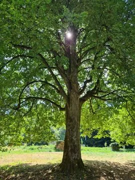 Sunlight Filtering Through a Large Tree in a Park Stock Photos
