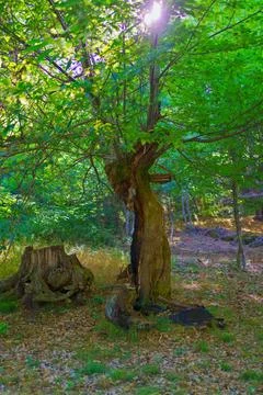 Sunlight filtering through leaves of chestnut tree in mountain forest Stock Photos