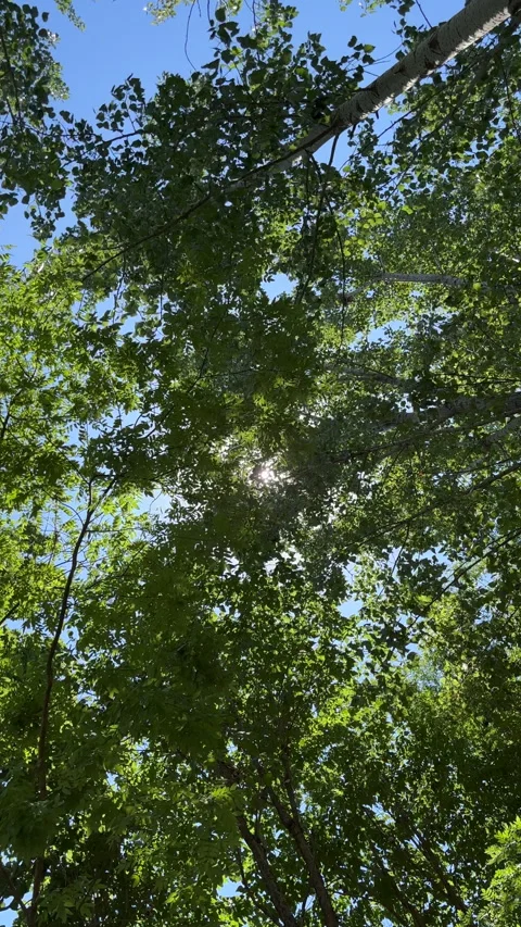 Sunlight filtering through the leaves creates a scene of light and shadow Stock Footage 305802520