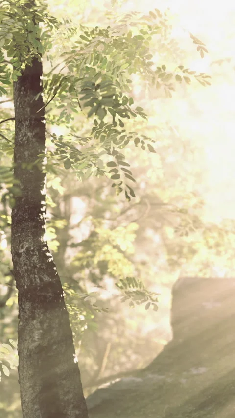 Sunlight filtering through leaves creates a serene forest atmosphere Stock Footage 331694247