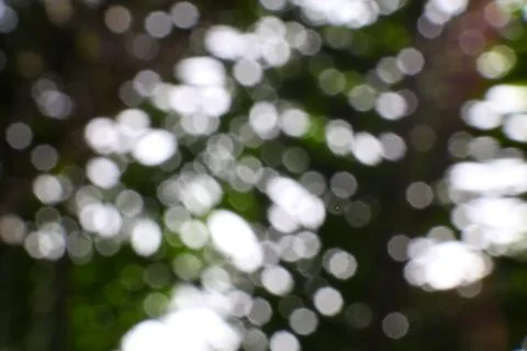 Sunlight Filtering Through Leaves Creates Abstract Bokeh Patterns Stock Photos