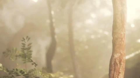 Sunlight filtering through leaves in a dense forest during morning hours Stock Footage 344098161