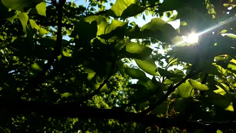 Sunlight filtering through the leaves Stock Footage 220788614