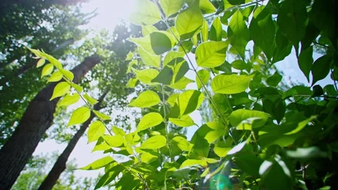 Sunlight filtering through the leaves. Vídeo Stock 293285614