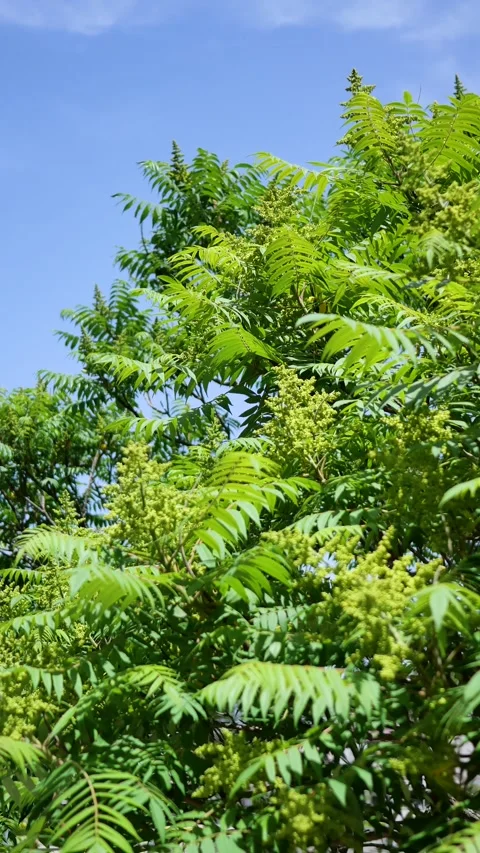 Sunlight filtering through the leaves Stock-Footage 343479672