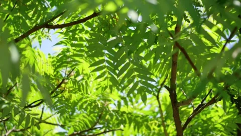 Sunlight filtering through the leaves Видео 343493312