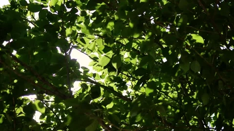 Sunlight filtering through the leaves Stock-Footage 343493377