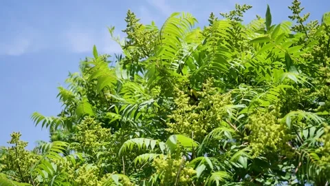 Sunlight filtering through the leaves Video stock 343493406
