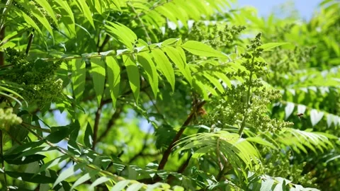 Sunlight filtering through the leaves Видео 343493450