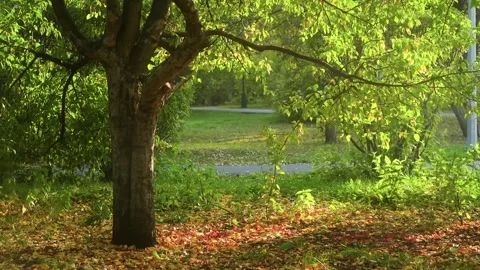 Sunlight filtering through leaves in a peaceful park during autumn Stock Footage 314564342