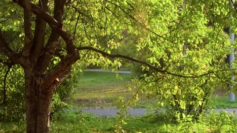Sunlight filtering through leaves in a peaceful park during autumn Stock Footage 314564357