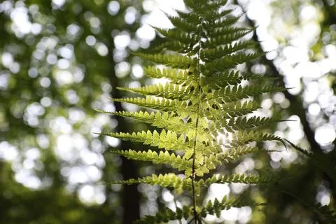 The sunlight filtering through the leaves shines softly on the fern leaves. Stock Photos
