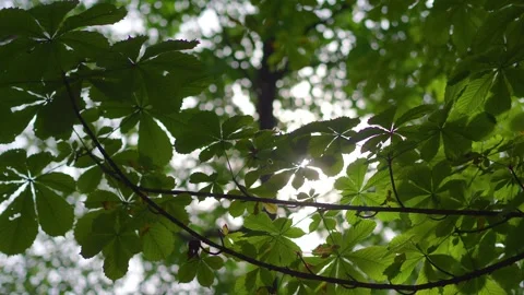 Sunlight filtering through the leaves of a tree, creating a beautiful lens .. Stock Footage 284532222