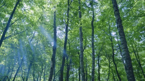 Sunlight filtering through leaves of trees. Beautiful sunny morning just after Stock Footage 218886758
