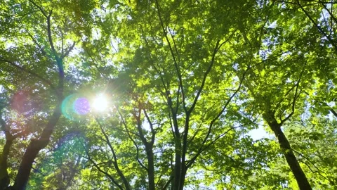 Sunlight filtering through the leaves of trees, tohoku Japan Stock Footage 305963070