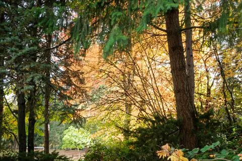 Sunlight filtering through the leaves of trees in the park. USA WA Stock Photos