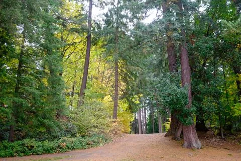 Sunlight filtering through the leaves of trees in the park. USA WA Foto stock