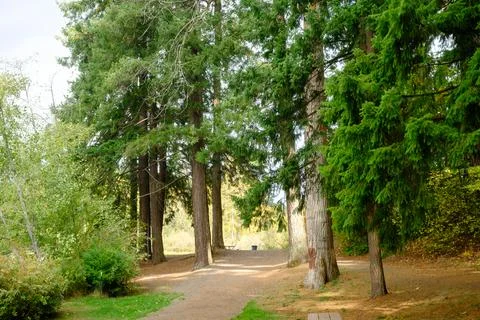 Sunlight filtering through the leaves of trees in the park. USA WA Stock Photos