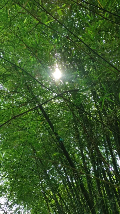 Sunlight Filtering Through Lush Bamboo Forest Leaves Stock Footage 334986451