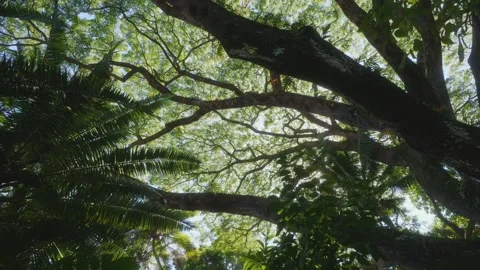 Sunlight Filtering Through Lush Canopy in Hawaiian Botanical Garden Video stock 317407599