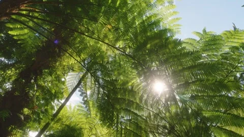 Sunlight Filtering Through Lush Ferns in Hawaiian Botanical Garden Stock Footage 317132524