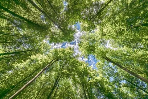 Sunlight filtering through the lush forest canopy, creating a vibrant and s.. Stock Photos