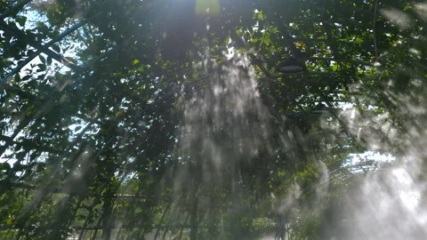 Sunlight filtering through lush green foliage in greenhouse, creating Stock-Footage 280198651