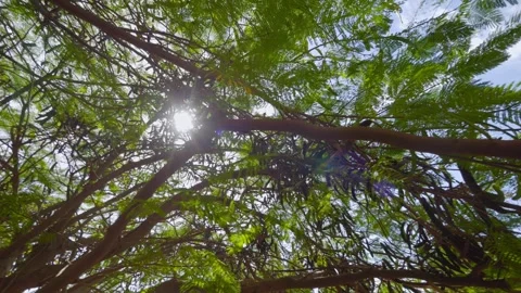 Sunlight filtering through the lush green branches of a tree in 4k slow mot.. Stock Footage 285641141