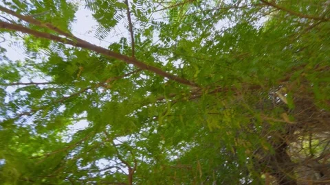 Sunlight filtering through lush green tree branches, creating a serene and .. Stock Footage 285883714