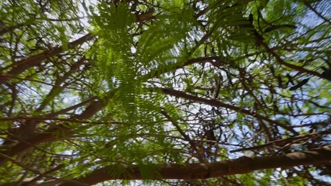 Sunlight filtering through lush green tree branches, creating a serene and .. Stock Footage 286010877