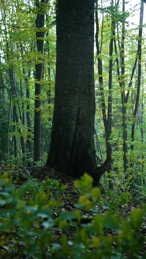 Sunlight Filtering Through Lush Green Forest Canopy 스톡 동영상 293152490