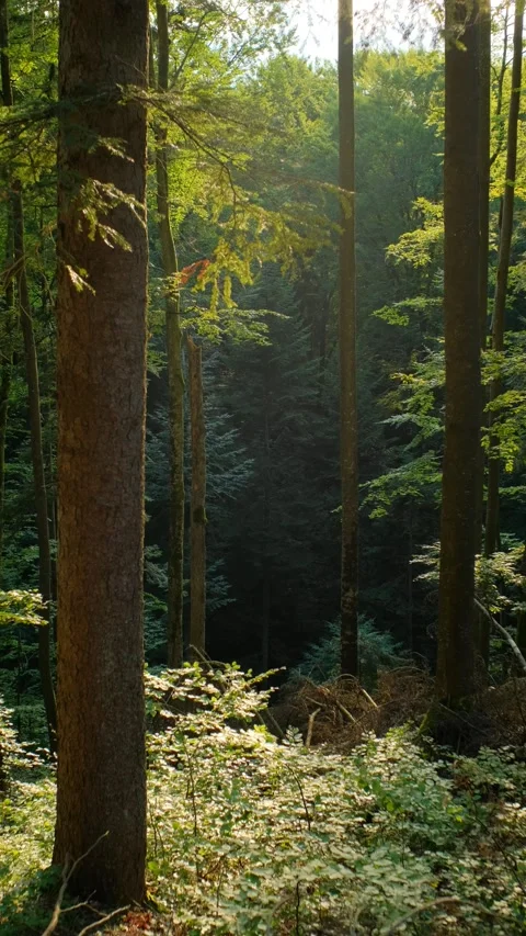Sunlight Filtering Through Lush Green Forest Canopy Vídeos de archivo 293152549