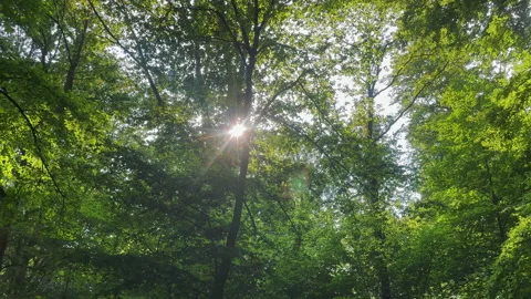 Sunlight Filtering Through the Lush Green Canopy of a Vibrant Forest Stock Footage 295992059