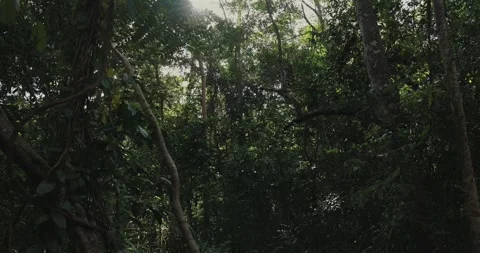 Sunlight filtering through lush green rainforest canopy Vidéo 303819333
