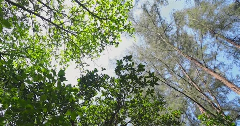 Sunlight filtering through lush green canopy, vibrant forest setting, Stock Footage 305936615