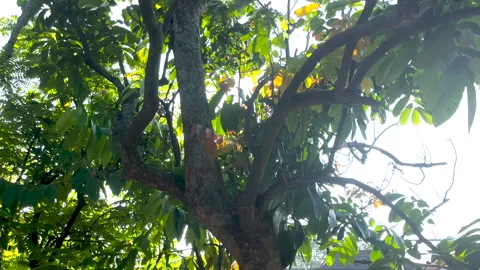 Sunlight Filtering Through Lush Green Canopy Stock Footage 311376580