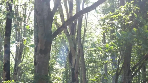 Sunlight filtering through lush green forest canopy Vidéo 312122319