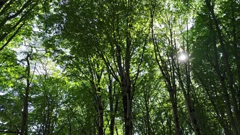 Sunlight filtering through lush green forest canopy Vidéo 312122856