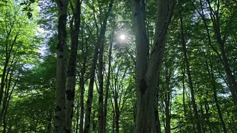 Sunlight filtering through lush green forest canopy Vidéo 312123051