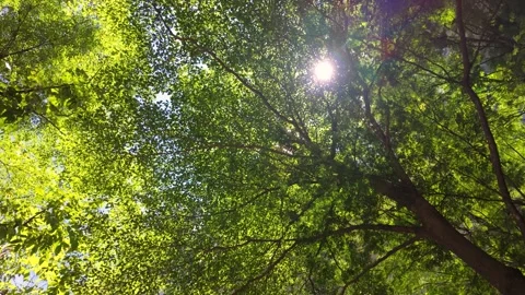 Sunlight Filtering Through Lush Green Tree Canopy on a Bright Summer Day Stock Footage 314898857