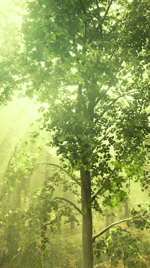 Sunlight filtering through lush green trees in a serene forest landscape 스톡 동영상 317759800