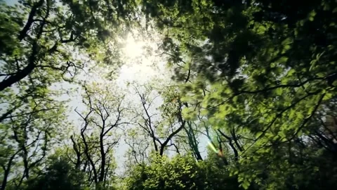 Sunlight Filtering Through Lush Green Forest Canopy Video stock 327194045