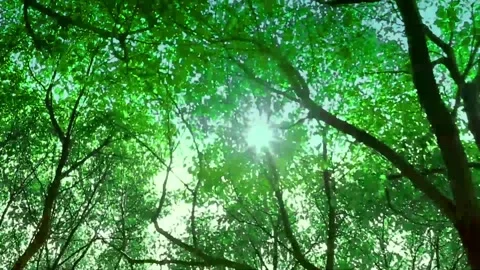 Sunlight Filtering Through Lush Green Forest Canopy Stock-Footage 327194509